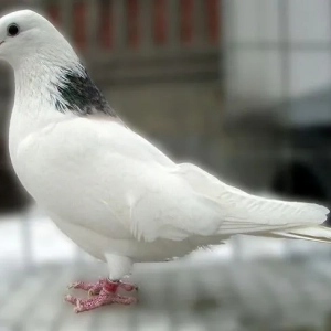 Top-5 dintre cei mai remarcabili porumbei de culoare albă